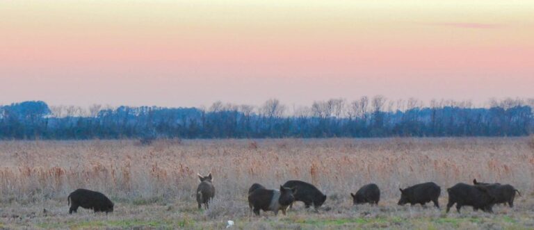Sounder of feral hogs feeding across an open marsh at dawn