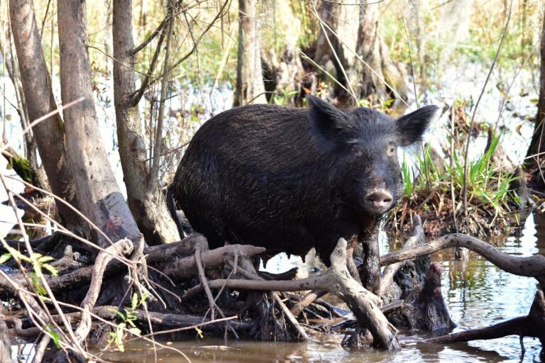 Black feral hog standing among cypress roots at the edge of a swamp
