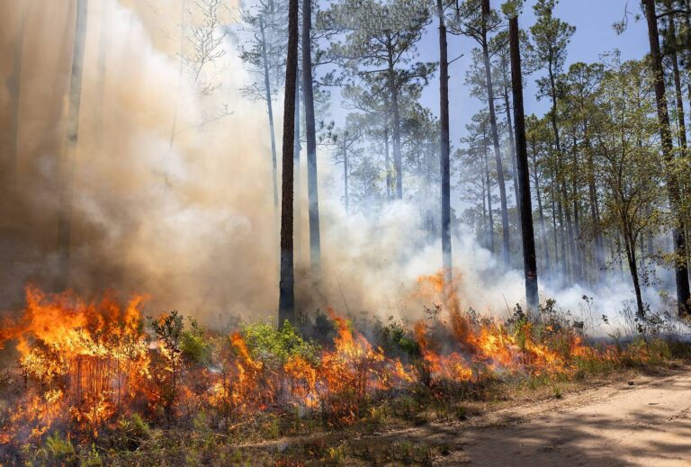 Flames running through low brush under longleaf pines on Fort Stewart