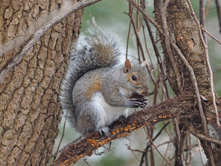 Eastern gray squirrel feeding on a branch