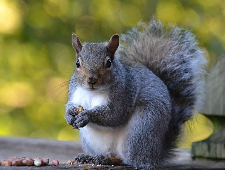 Eastern gray squirrel with a nut in autumn light