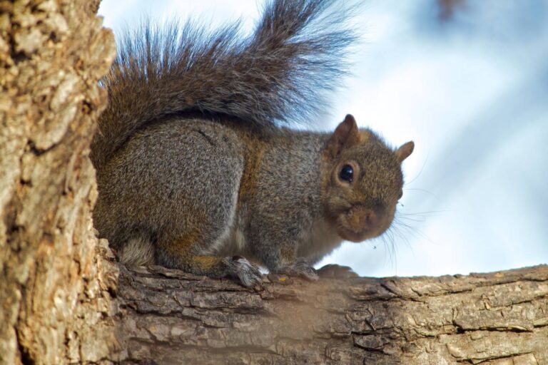 Gray squirrel clinging to a tree limb under blue sky