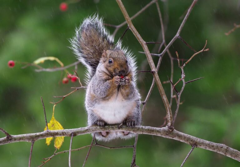 Eastern gray squirrel perched among bare twigs and red berries