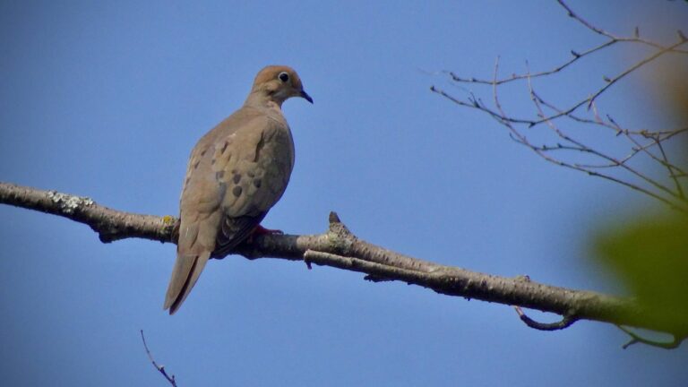 Mourning dove perched on a bare branch against blue sky