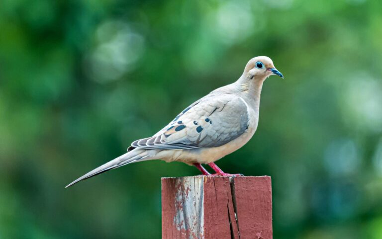 Mourning dove perched on a weathered fence post