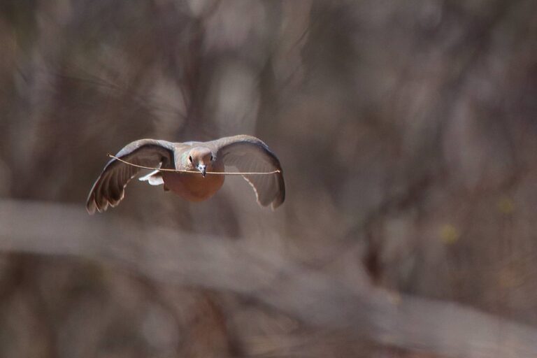 Mourning dove gliding low through open woods