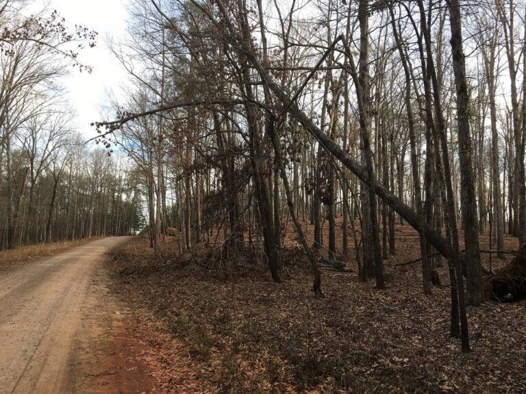 Dirt forest road through bare winter hardwoods on the Oconee Ranger District