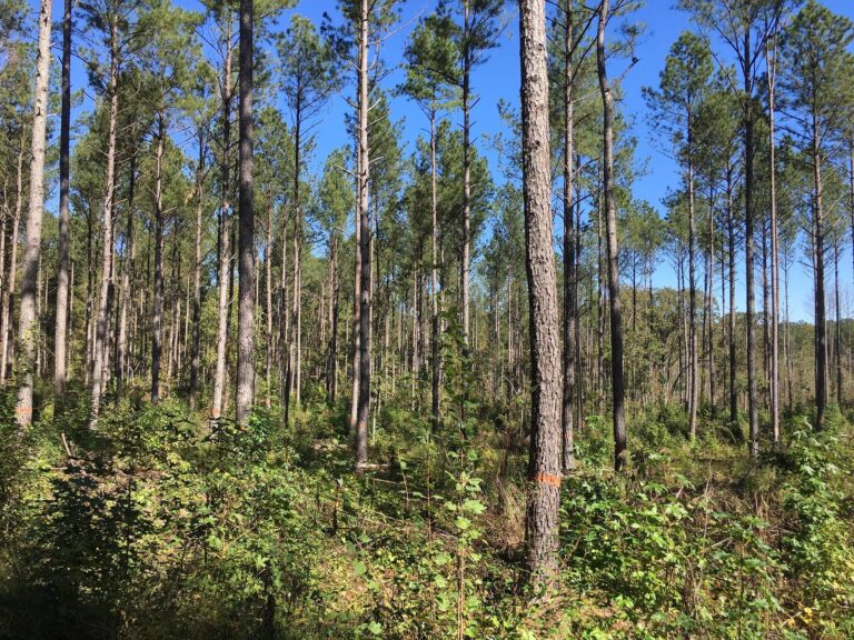 Open stand of tall pines in the Oconee National Forest
