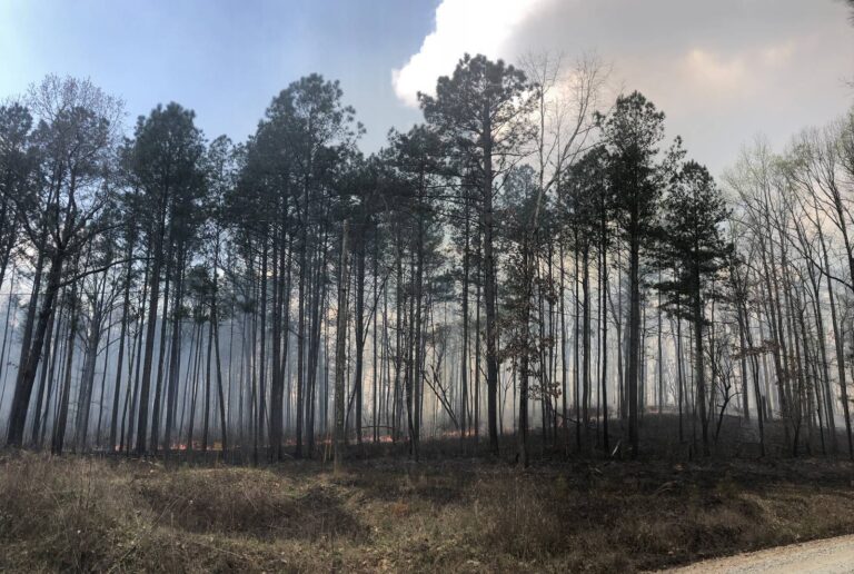 Tall pines in light smoke after a prescribed burn on the Oconee Ranger District