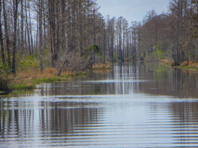 Blackwater canal lined with cypress and pines in the Okefenokee National Wildlife Refuge