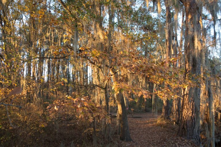 Trail through moss-draped trees and autumn leaves at Phinizy Swamp near Augusta