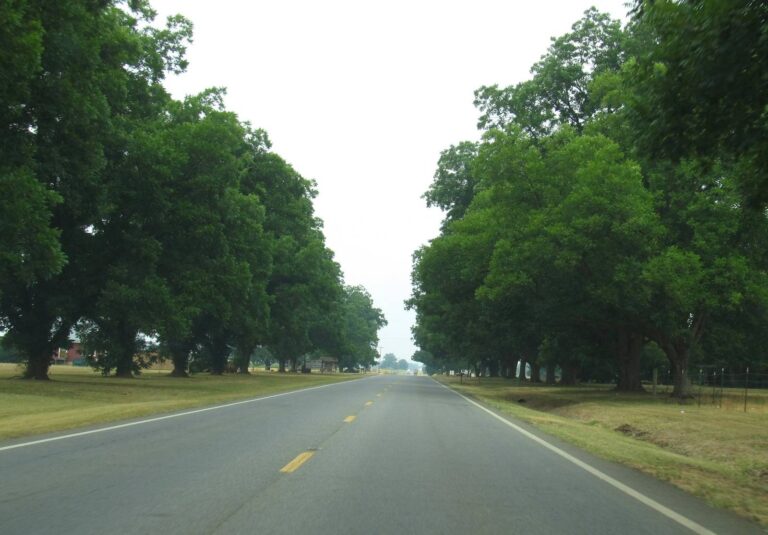 Country road lined with big oaks between fields near Hawkinsville in Pulaski County