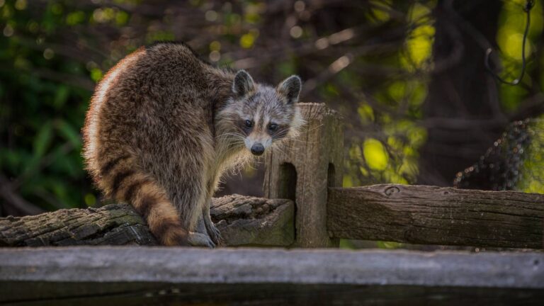 Raccoon peering over a wooden fence at the edge of the woods