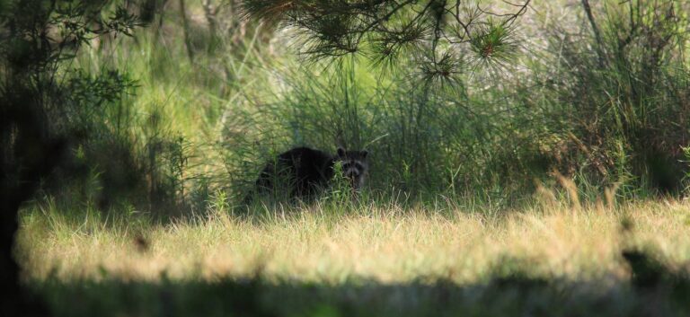 Raccoon moving through tall grass at the edge of coastal woods