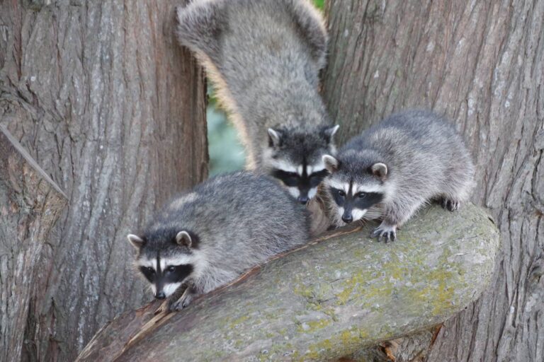 Young raccoons climbing on a tree limb