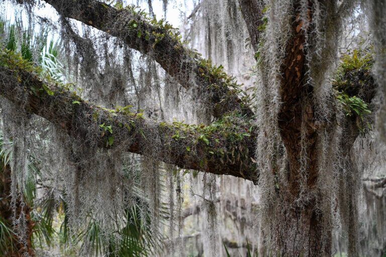 Live oak limb covered in Spanish moss and resurrection fern on Sapelo Island