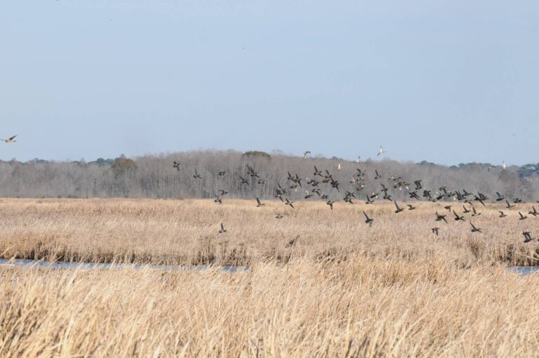 Flock of birds lifting off over golden marsh grass at Savannah National Wildlife Refuge