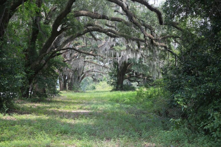 Moss-hung live oaks and green understory along a back road near Dover in Screven County