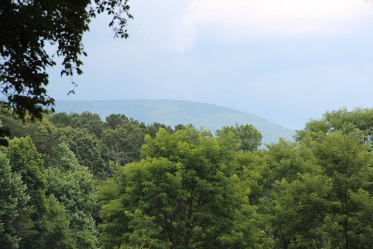 Springer Mountain rising above summer green woods in the Blue Ridge WMA