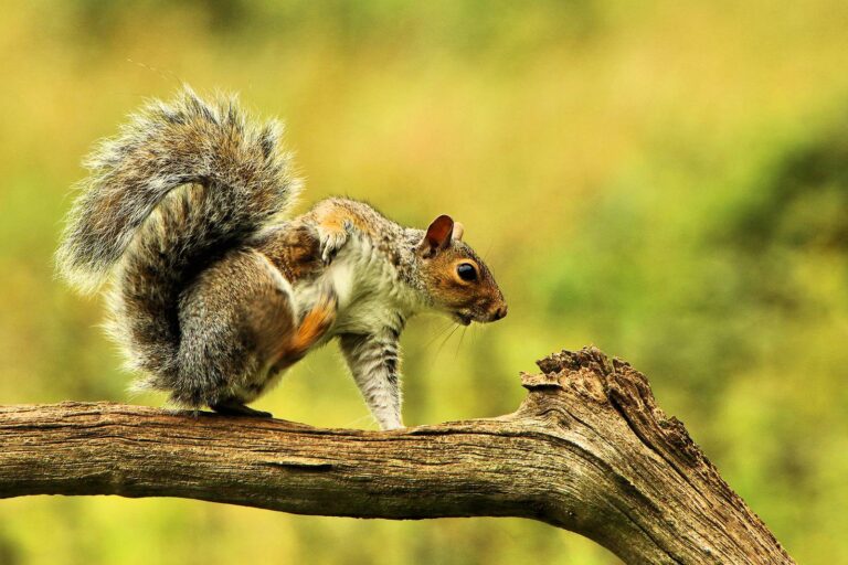 Squirrel balanced on a dead limb against green foliage
