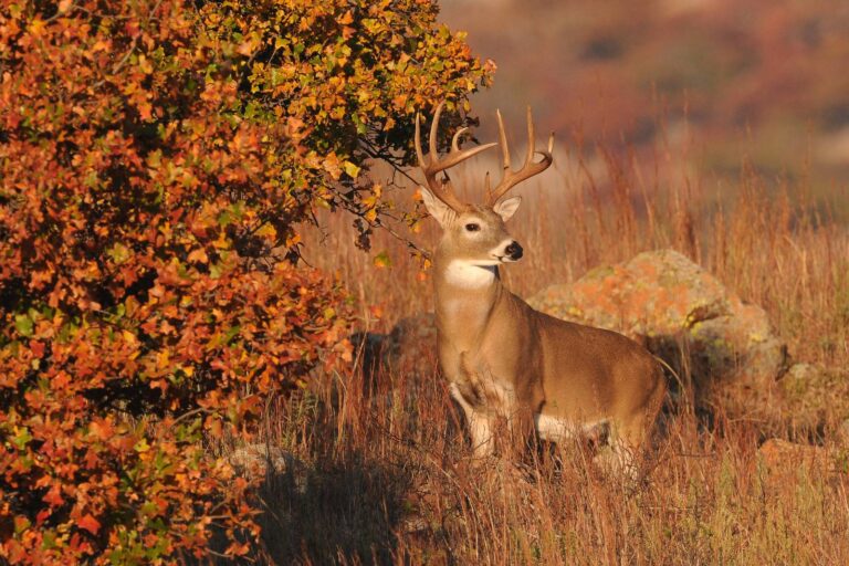 White-tailed buck in tall autumn grass beside red foliage