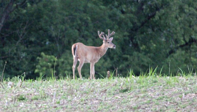 White-tailed buck in a hillside field at the edge of the woods in evening light