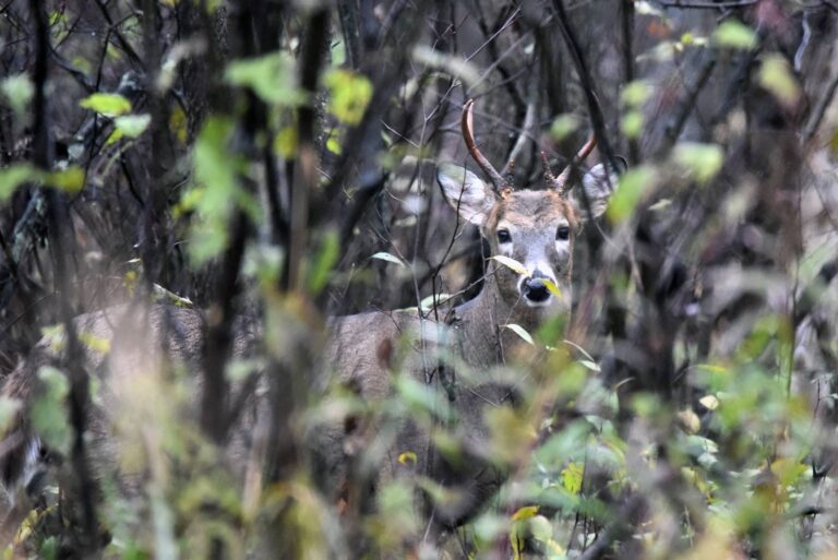 Mature white-tailed buck watching from a brushy thicket