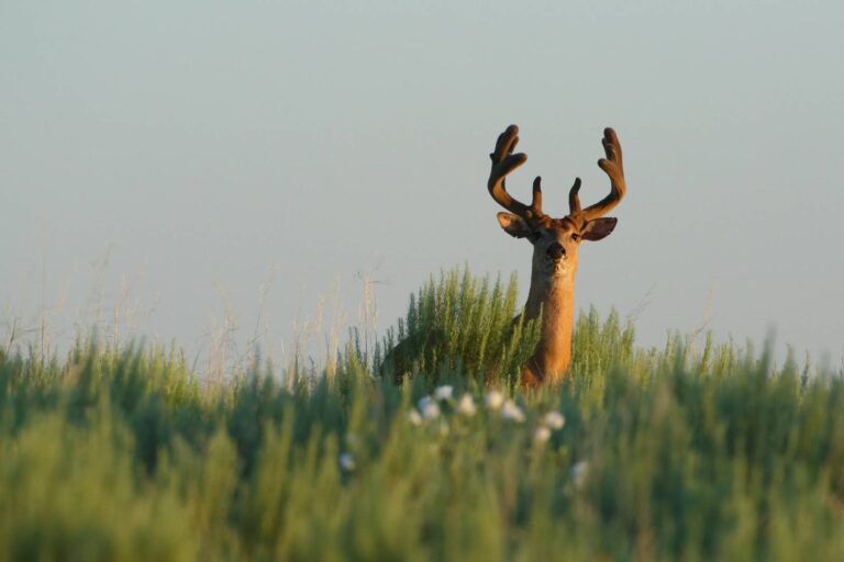 White-tailed buck in velvet standing in tall grass at sunset