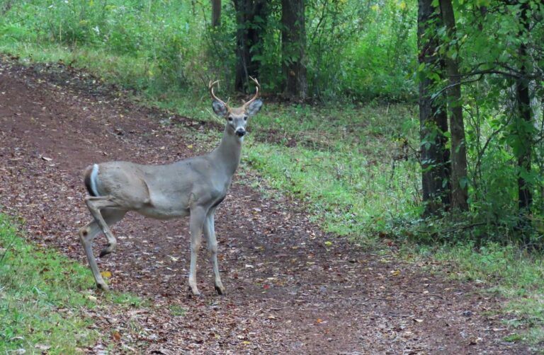 White-tailed deer standing on a trail through green woods
