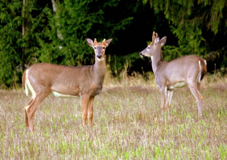 Two young white-tailed bucks standing in an open field