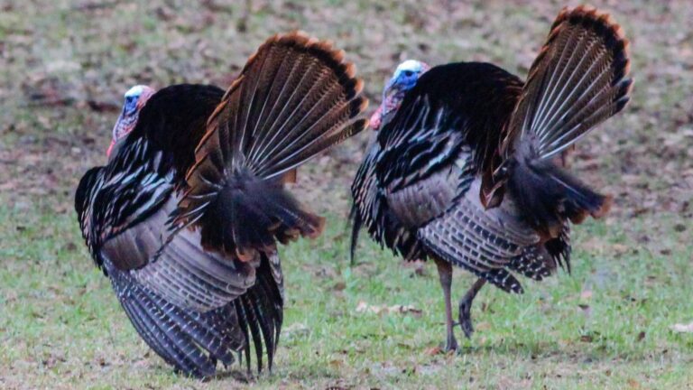 Two wild turkey gobblers strutting with fanned tails