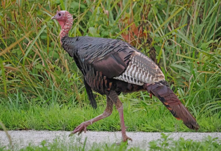 Wild turkey walking through green grass