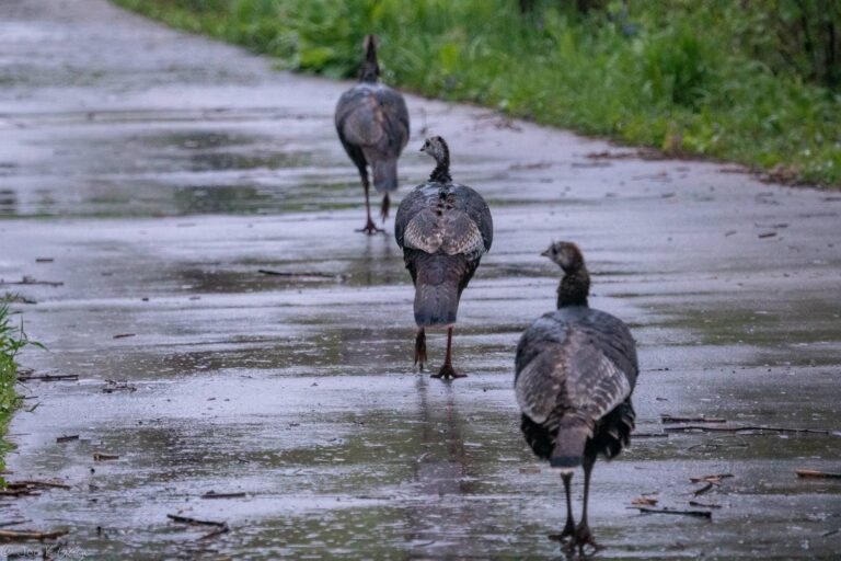 Three wild turkeys walking down a wet woodland road in the morning