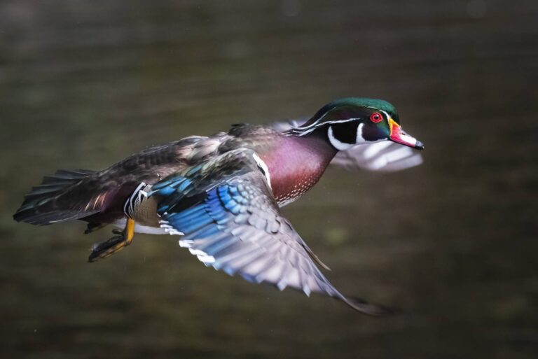 Wood duck drake in flight with wings spread