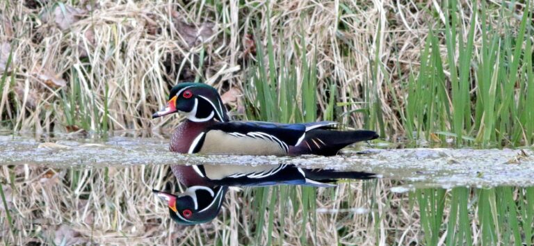 Wood duck drake reflected in marsh water among reeds