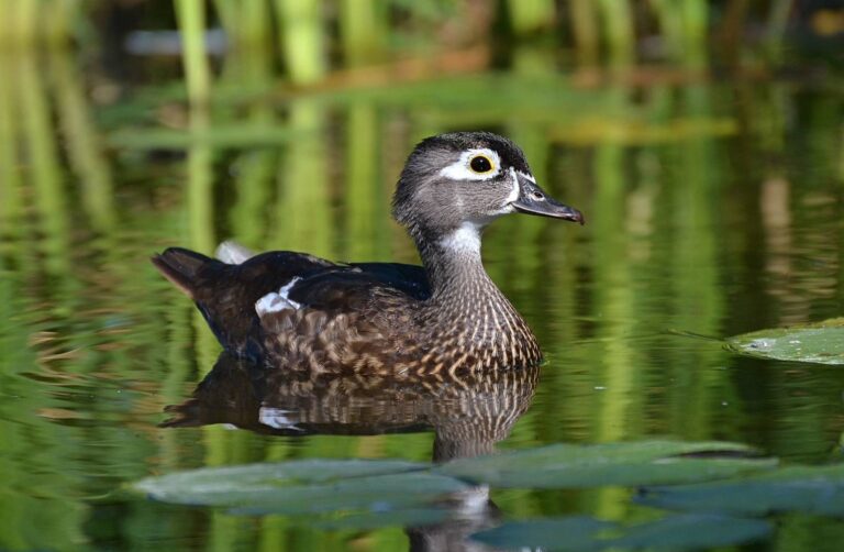 Wood duck hen swimming on a green-reflecting pond