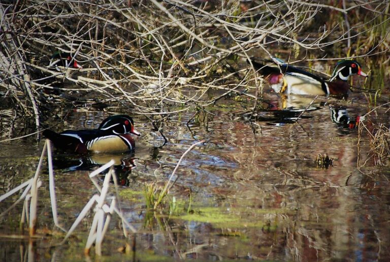 Wood ducks feeding in shallow water along a brushy pond edge