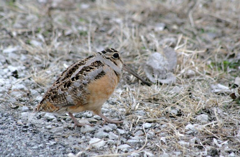 American woodcock walking on bare ground