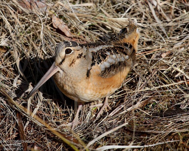 American woodcock sitting in dry grass and leaf litter