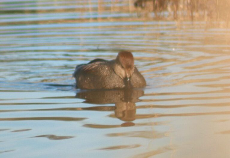Male gadwall duck