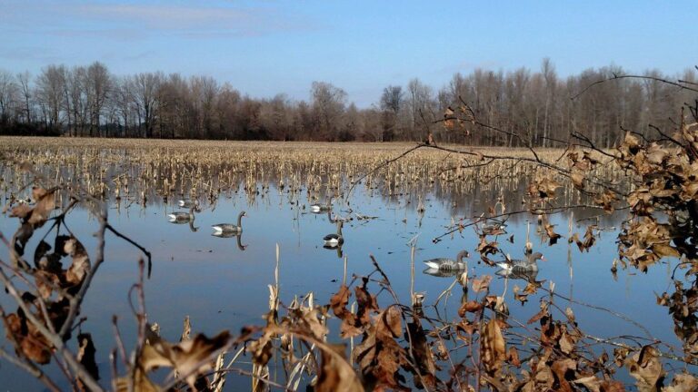 Goose decoys set out in a field