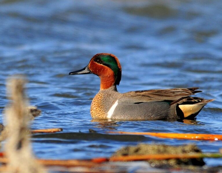 Green-winged teal on the water