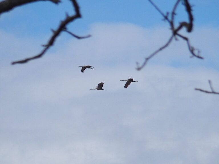Sandhill cranes at the Hiwassee Refuge, Tennessee