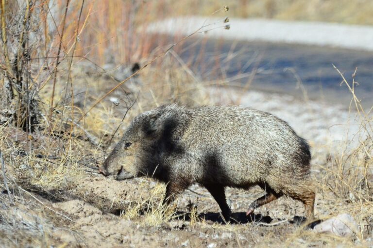 Collared peccary rooting through dry grass