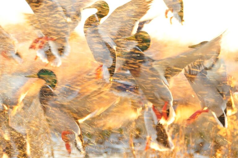 Mallard drakes taking flight