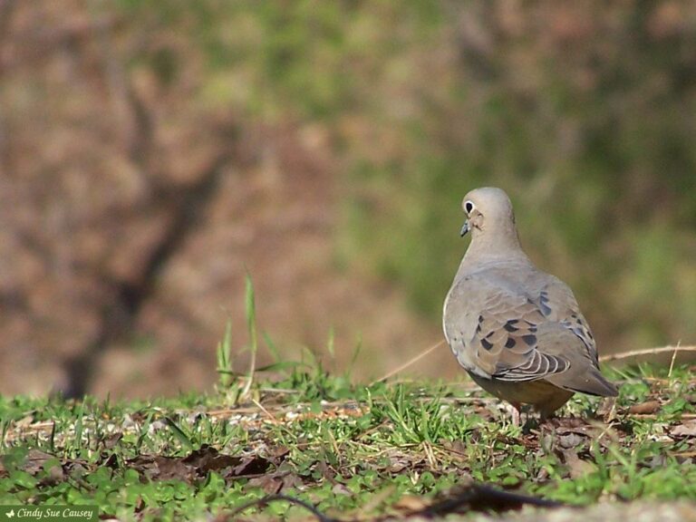 Mourning dove on the ground