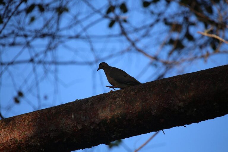 Mourning dove perched