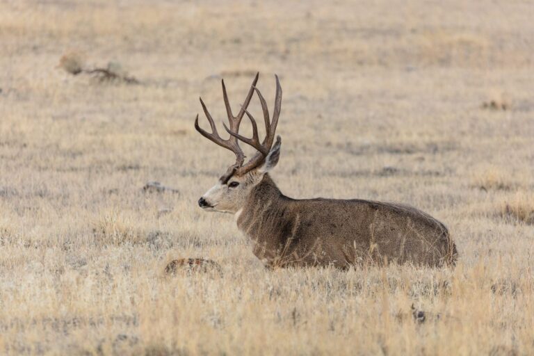 Mule deer buck bedded in open grassland