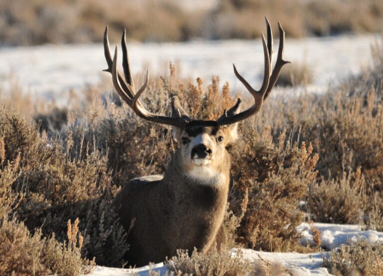 Mule deer buck bedded in sagebrush