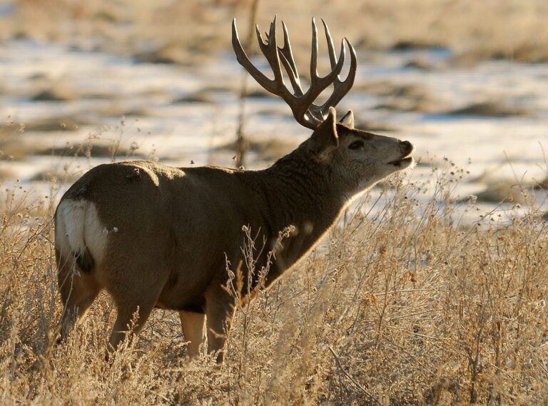 Mule deer buck with heavy antlers in dry grass